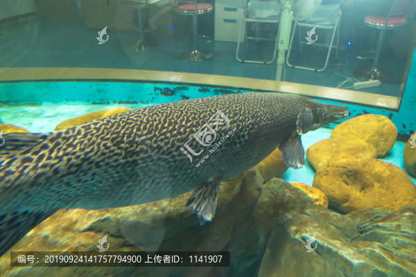 巨骨舌魚
