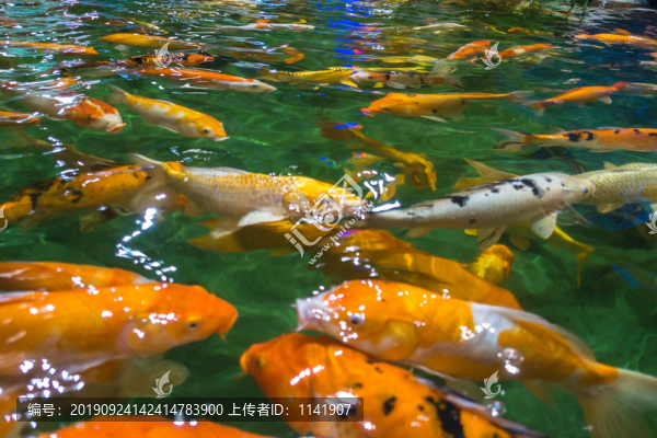 錦鯉