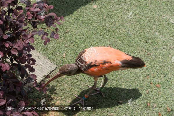 火烈鳥