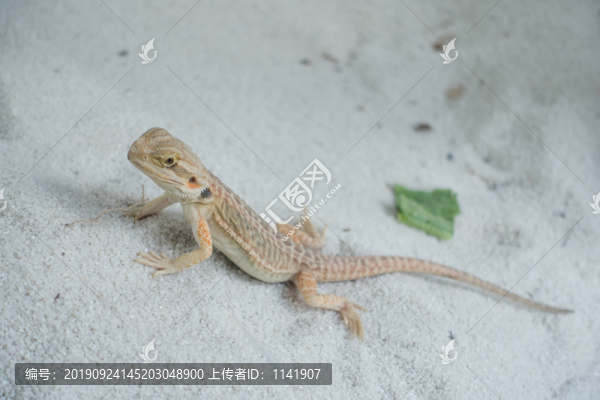 蜥蜴