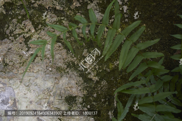 水泥墻