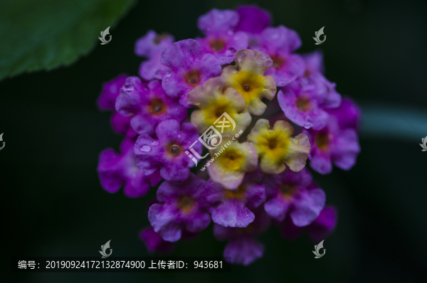 馬纓丹