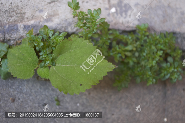 斑駁素材