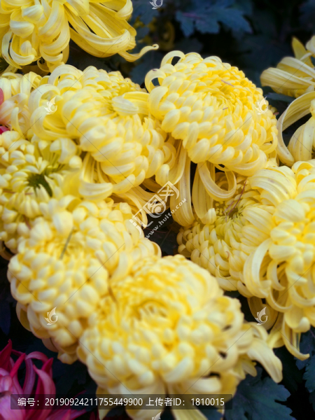 菊花