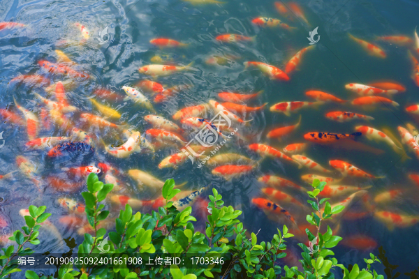 花港觀魚