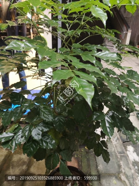 菜豆樹