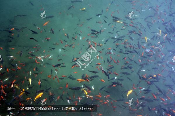 魚翔淺底