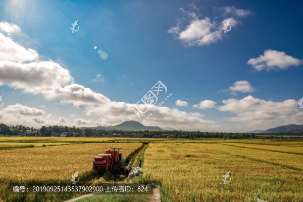 騰沖豐收