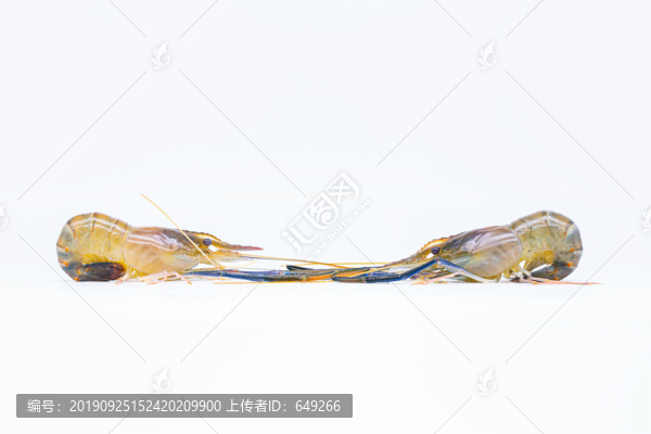 兩只羅氏蝦