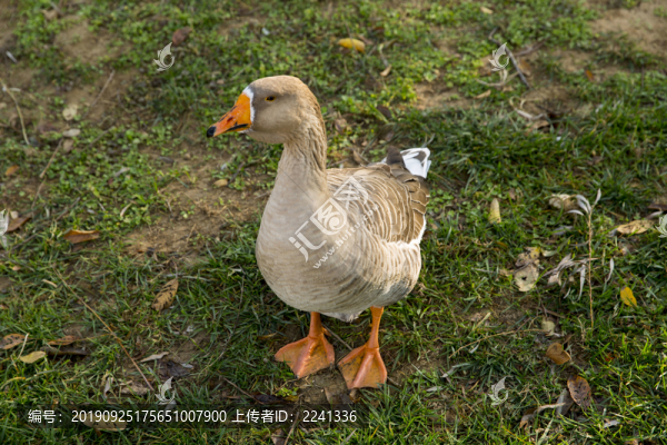 雁鵝