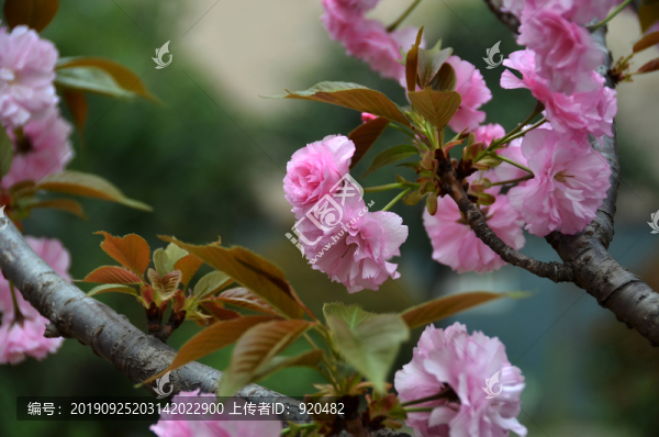 海棠花