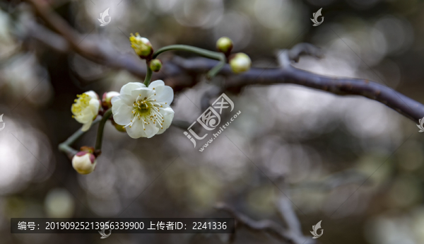 龍游梅