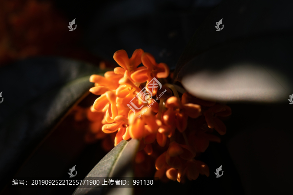 桂花樹