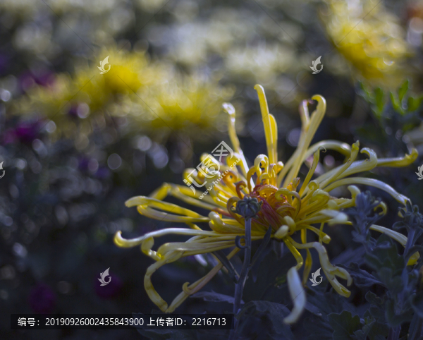 菊花