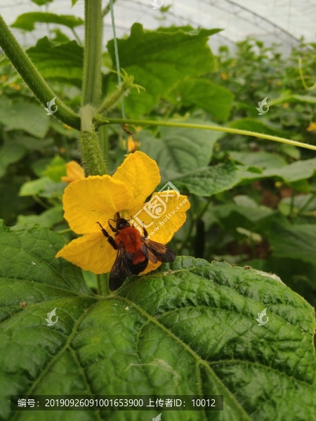 木蜂