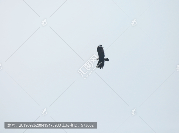 林雕展翅翱翔