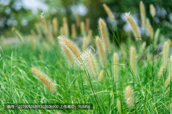 狗尾巴草