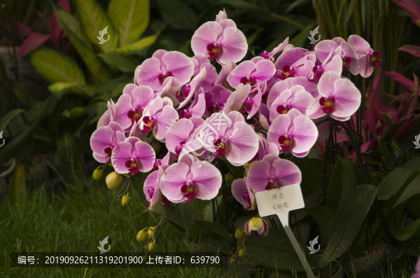洋蘭大粉花