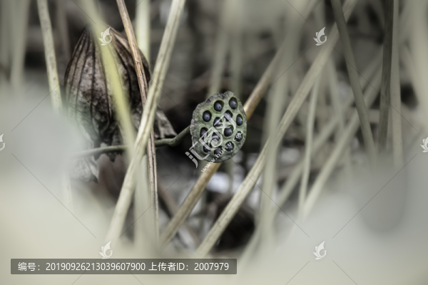 一夜綠荷霜剪破賺他秋雨不成珠