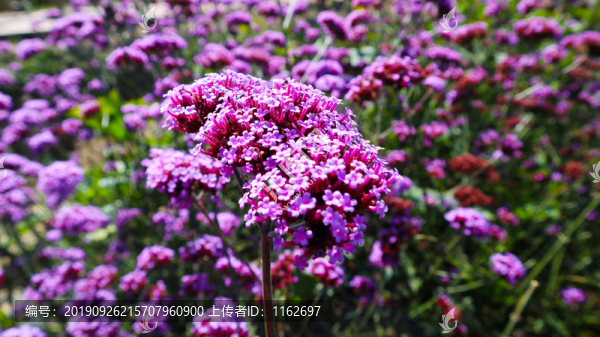 薰衣草
