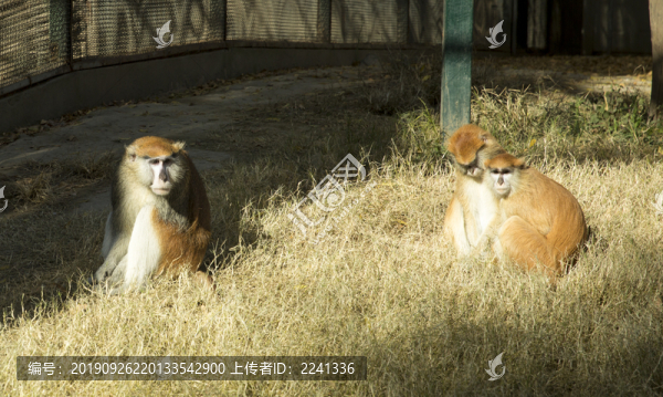 野生動物