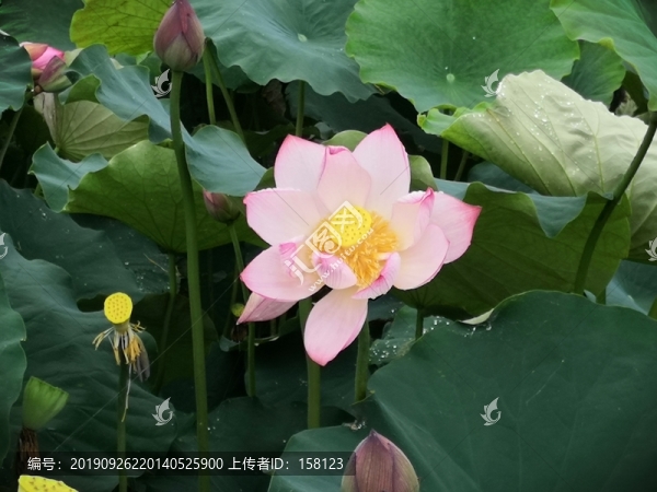 荷花