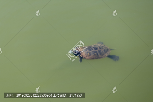 烏龜