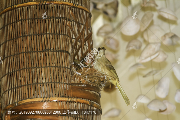 鳥巢