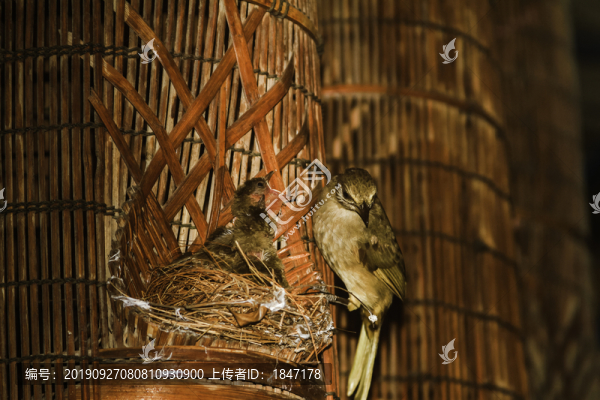 鳥巢