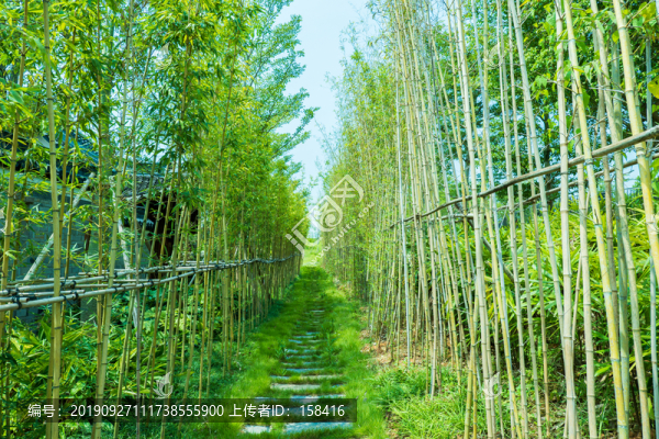 竹林小路