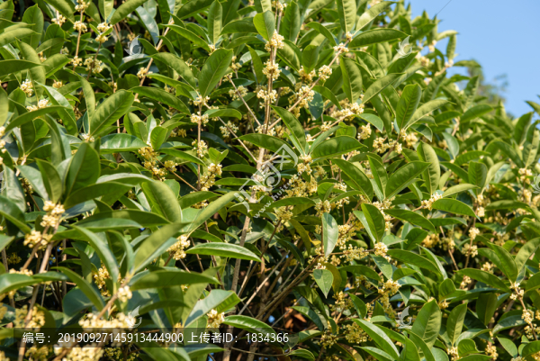 黃色桂花