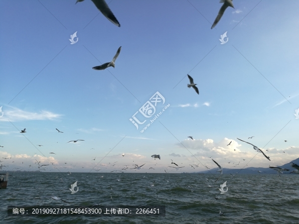 昆明滇池海鷗