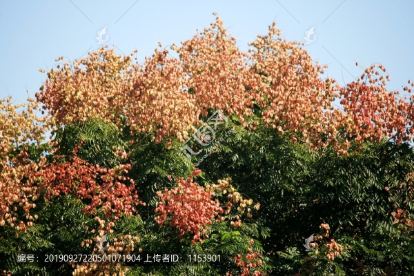欒樹