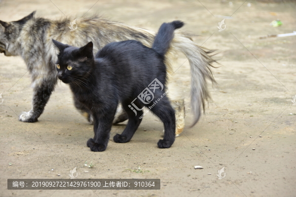 黑貓