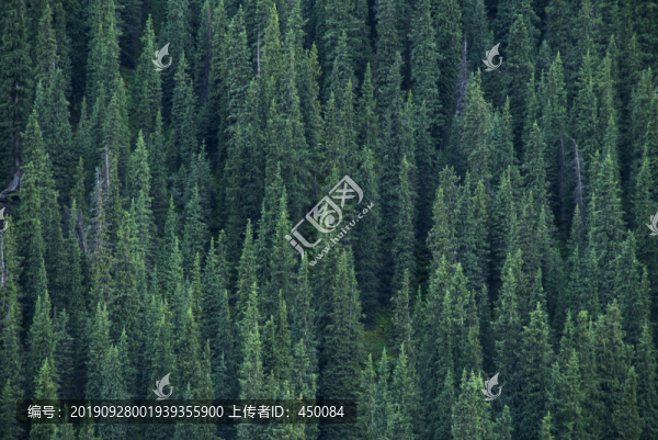 山林