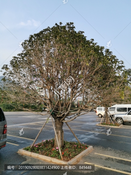 桂花樹