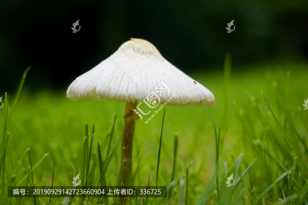雨后草坪野生的蘑菇