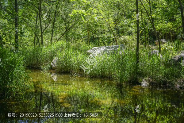 森林小溪高清大圖