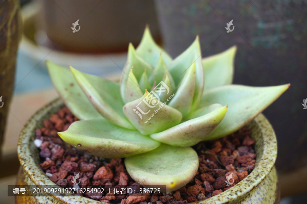 多肉植物霜之朝