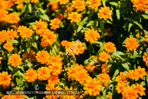 百日菊