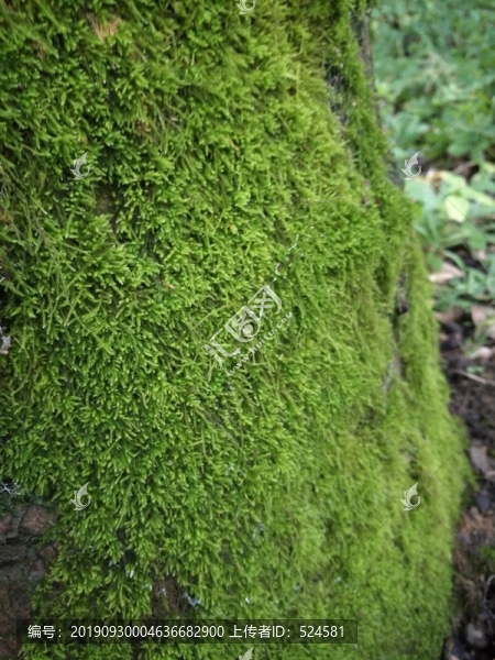 苔蘚