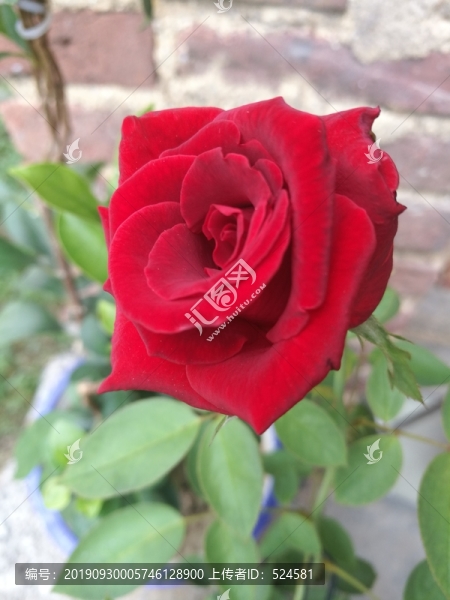 紅玫瑰