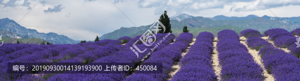 薰衣草