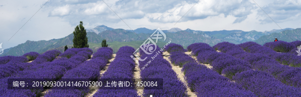 薰衣草