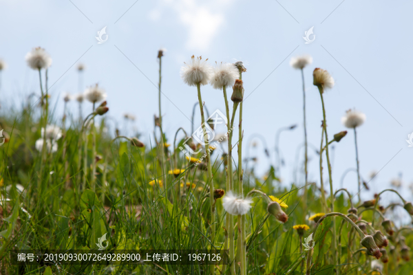 蒲公英