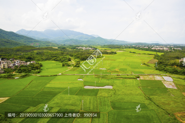 稻田
