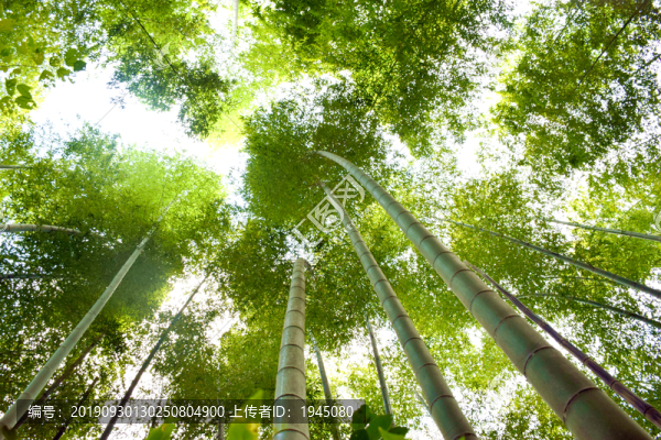 竹林翠竹