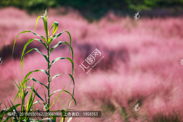 粉黛亂子草