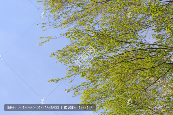 枝葉天空