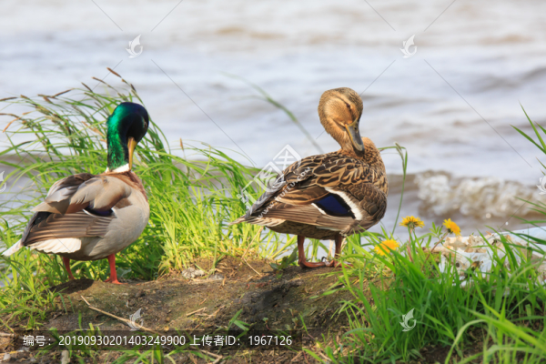 湖泊公園